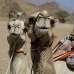 camel_desert_ma_v_0317_egy3592.jpg